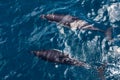Dolphins swim in pairs in the sea.